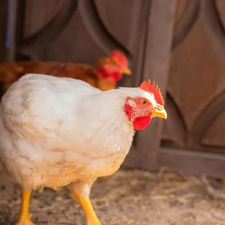 Casa Pitoresca - Refugio Esposende