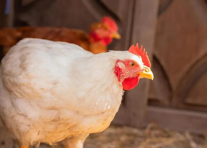 Casa Pitoresca - Refugio Esposende